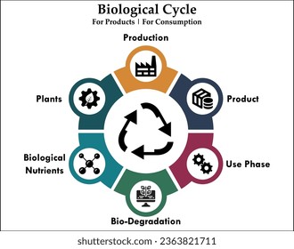 Biological Cycle for Products and consumption. Infographic template with icons