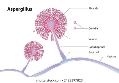 Biological diagram of Aspergillus fungus 