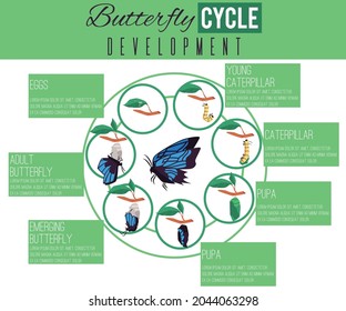 Biological diagram of butterfly life cycle development, flat cartoon vector illustration. Evolution of butterfly from larva to adult insect through caterpillar stage.