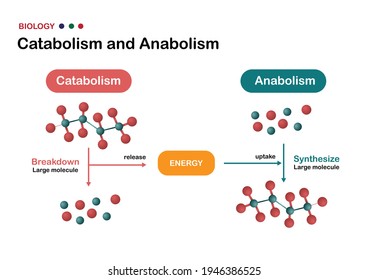 Biological Diagram Explain Difference Of Catabolism And Anabolism. The Synthesis And Breakdown Large Molecule With ATP As Energy.