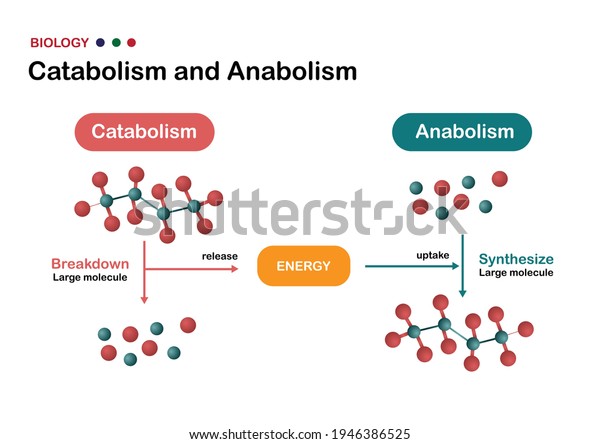 Biological Diagram Explain Difference Catabolism Anabolism Stock Vector