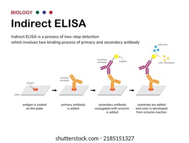 Biologische Darstellung des Prozesses indirekter ELISA als zweistufiger Nachweis von Antikörper und Antigen