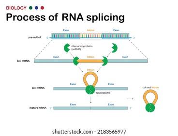 Biological diagram present process of  RNA splicing for remove intron (non-coding region) out from mRNA after DNA transcription process