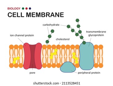 Biological diagram show structure of cell membrane or plasma membrane which envelope the cell in living organism