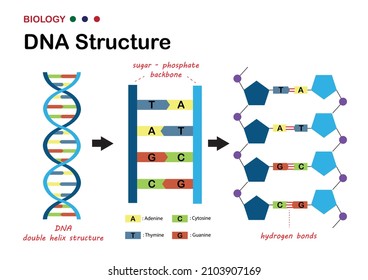 El diagrama biológico muestra la estructura del ADN (ácido desoxirribonucleico), el material genético del organismo vivo