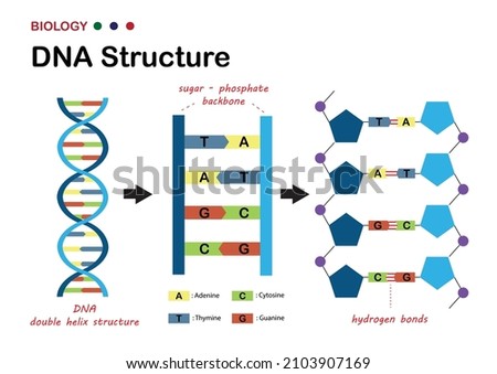 Biological diagram show structure of DNA (deoxyribonucleic acid), the genetic material in living organism Imagine de stoc © 