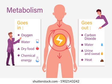 Biological Diet Infographic. Metabolism Vector Illustration. Chemical Energy Educational Scheme. Explanation Diagram With Food Carbohydrates, Fats And Proteins Reactions To Create ATP And Heat