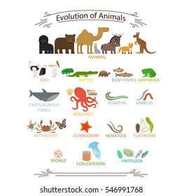 Biological evolution animals. Colorful icons with signs on white background vector illustration