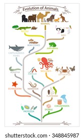 Biological evolution animals scheme. School education poster. Vector illustration.