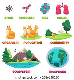 Biological hierarchy banner design showing life diversity from single-celled protozoa organism to ecosystem, flat vector illustration isolated on white background.