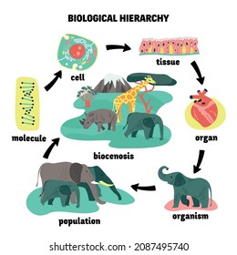 Biological hierarchy ecosystem composition with isolated icons of cells organs and animal population with text arrows vector illustration