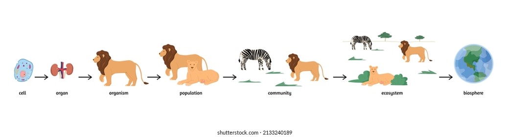 Biological hierarchy and ecosystem infographics, flat vector illustration isolated on white background. Biodiversity organization from cell, organ and organism to community, ecosystem and biosphere.