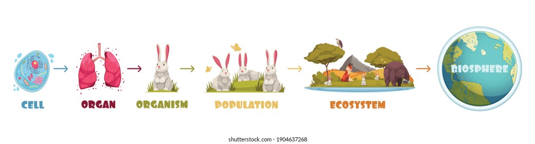 Infografik-Schema für biologische Hierarchie von Zellen und Organen über Ökosystem und Biosphärenkartographie, Vektorgrafik