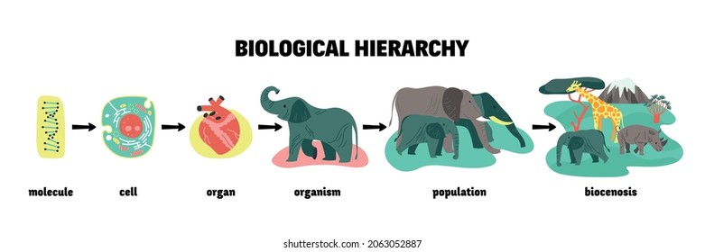 Biological hierarchy infographics with scheme and icons from dna molecule to animal biocenosis with text captions vector illustration