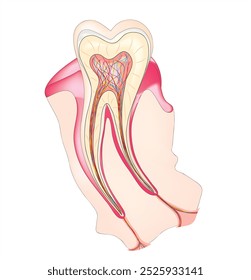 Ilustração biológica de estrutura dentária anormal