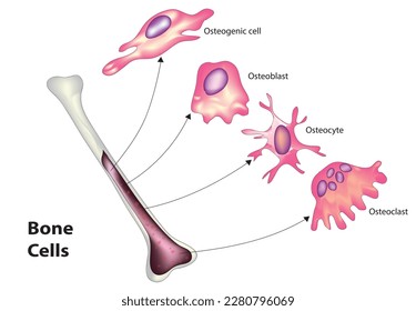 Biological illustration of bone cells