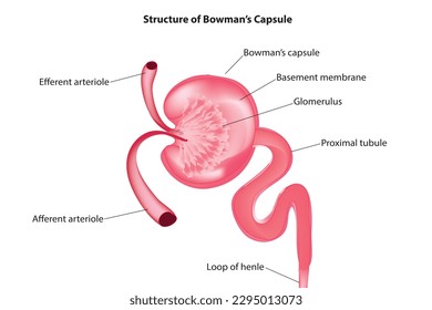 Biological illustration of Bowman's capsule