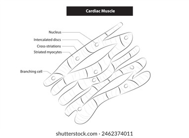 Biological illustration of cardiac muscle tissue