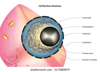 Biological Illustration of Cell Nucleus Anatomy