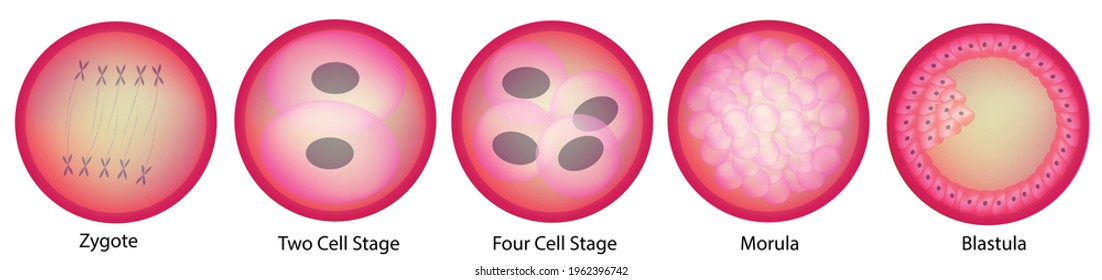 Biological Illustration Of The Development From Zygote To Blastula