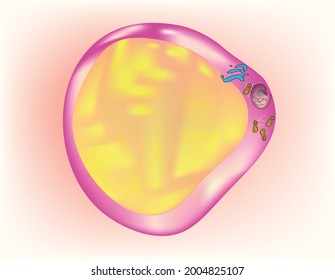 Biological illustration of Fat cell (Anatomy of Adipocyte),Adipocytes, also known as lipocytes and fat cells, are the cells that primarily compose adipose tissue, specialized in storing energy as fat.