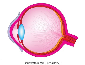 Biological illustration of human eye , Typical human eye, cross sectional view of human eye,  longitudinal view of human eye , inside of humans eyes with fine and smooth neurons, anatomy of eyes