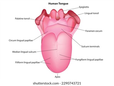 Ilustración biológica de la anatomía de la lengua humana