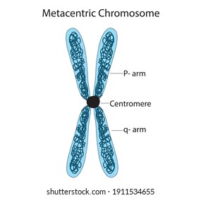 Biological illustration of metacentric chromosome