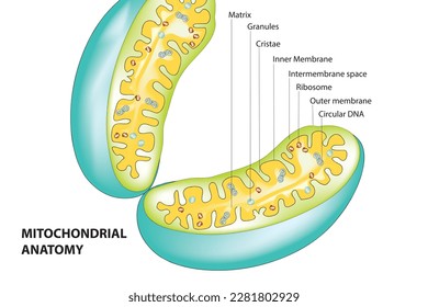 Biological illustration of mitochondrial structure 