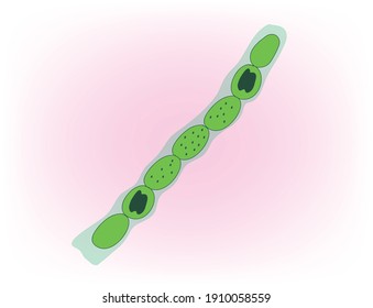 Biological illustration of Nostoc cyanobacteria