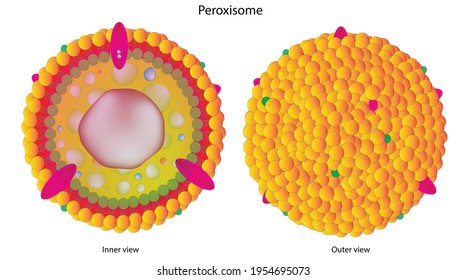 Biological illustration of peroxisome with peroxisomal lipid bilayer, membrane-bound organelle occurring in the cytoplasm of eukaryotic cells. Peroxisomes play a key role in the oxidation of specific 