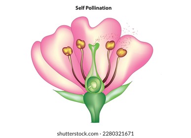 Biological illustration of self pollination 