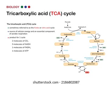 Biological infographic show tricarboxylic acid (TCA) cycle  or also called Krebs and citric acid cycle for energy production as ATP in aerobic respiration