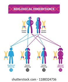 Biological Inheritance Vector Illustration Infographic. Educational Biology Scheme With Parents, Son And Daughter. Carrier Father, Mother And Affected Offspring Diagram.