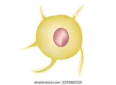 Biological mesenchymal stem cell anatomy 