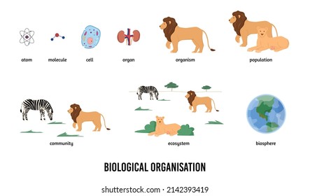 Biological organization and hierarchy infographic banner, flat vector illustration isolated on white background. Educational material about ecosystem.