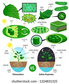 Biological photosynthesis infographic elements with light energy conversion calvin cycle scheme plants cellular respiration colorful vector illustration