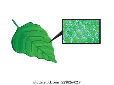 Composición de fotosíntesis de procesos biológicos con conversión de energía ligera plantas de ciclo calvícola de respiración celular ilustración vectorial