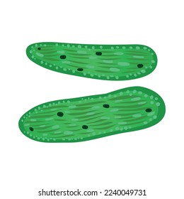 Biological process photosynthesis composition with light energy conversion calvin cycle plants cellular respiration vector illustration