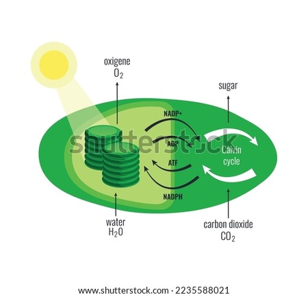 Biological process photosynthesis composition with light energy conversion calvin cycle plants cellular respiration vector illustration Stock photo © 
