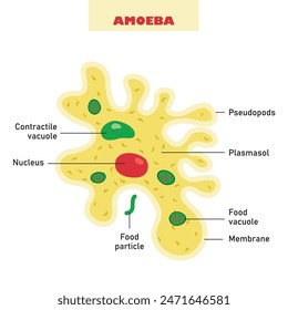 The Biological Structure Of Amoeba