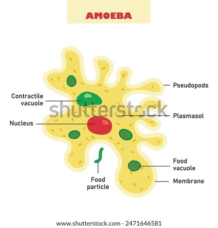 The Biological Structure Of Amoeba
