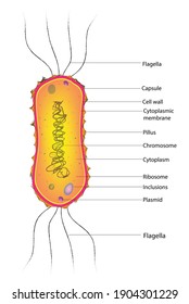 Estructura biológica de las bacterias anfiofotricosas