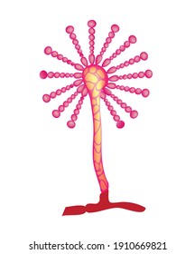 Biological structure of aspergillus fungi