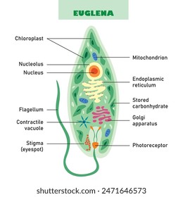 The Biological Structure Of Euglena