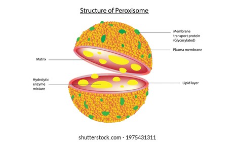 Peroxisome High Res Stock Images Shutterstock