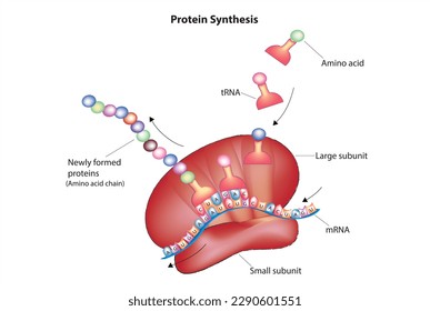 Estructura biológica de la síntesis de proteínas