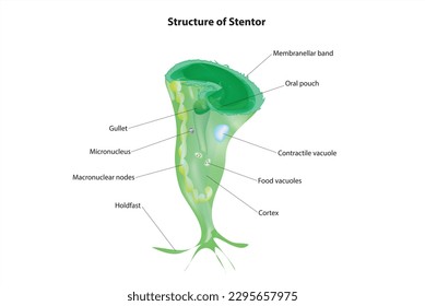 Biological structure of stentor (Stentor  anatomy)