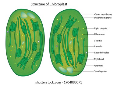 Biological Structure of Typical Chloroplast (Detailed Anatomy of Plant Chloroplast) 