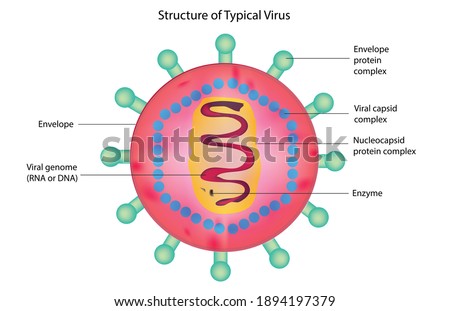 Biological structure of Typical virus, virus detailed structure, detailed structure of virus cell, anatomy of virus, DNA and RNA viruses, envelope protein, viral capsid complex, Envelope, Viral genome